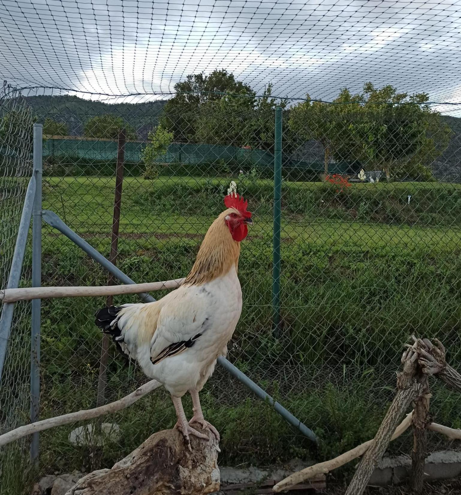 Alojamiento Compartido Cantroncxic San Pedro de Torelló Dış mekan fotoğraf